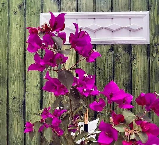 Beacon Hill اكياكا